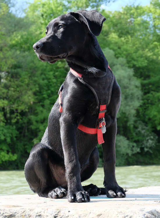 Laer_hvordan_du_tilpasser_hundeseler_og_halsbaand_korrekt_med_foredrag_og_workshops_hos_Move_in_Harmony Jeg kommer gerne ud til dit arrangement. Hvem kan komme ud til mit arrangement? Arrangement omkring hund. Arrangement med hund. Arrangement omkring kat. Arrangement med kat. Jeg kommer gerne ud og holder foredrag. Hvem holder foredrag? Hvem kan holde foredrag? Foredrag om hund. Foredrag om kat. Hvem holder foredrag om hund? Hvem holder foredrag om kat? Foredrag i klub. Hvem kan holde foredrag i klub? Foredrag i kennel. Hvem kan holde foredrag i kennel? Foredrag i hunde foreninger. Hvem kan holde foredrag i hundeforeninger? Jeg kommer gerne ud og holder workshops. Hvem holder workshop? Hvem kan holde workshop? workshop om hund. workshop om kat. Hvem holder workshop om hund? Hvem holder workshop om kat? Workshop i klub. Hvem kan holde workshop i klub? Workshop i kennel. Hvem kan holde workshop i kennel? workshop i hunde foreninger. Hvem kan holde workshop i hundeforeninger? Foredrag af dygtig dyrlæge og dygtig dyre-kiropraktor. Dygtig dyrlæge holder foredrag. Dyre-kiropraktor holder foredrag. Dygtig dyrlæge til dit foredrag. Dygtig dyre-kiropraktor til dit foredrag. Dygtig hunde-kiropraktor til dit foredrag. Dygtig katte-kiropraktor til dit foredrag. Privat foredrag. foredrag i hjemmet. Hvem kan komme til mit foredrag i hjemmet? Kan man få foredrag hjemme? Hunde foredrag i dit hjem af sød dyrlæge. Foredrag om hund hjemme af dygtig dyre-kiropraktor. Katte foredrag i dit hjem af dygtig dyrlæge. Arrangement af dygtig dyrlæge og dygtig dyre-kiropraktor. Dygtig dyrlæge holder arrangement. Dyre-kiropraktor holder arrangement. Dygtig dyrlæge til dit arrangement. Dygtig dyre-kiropraktor til dit arrangement. Dygtig hunde-kiropraktor til dit arrangement. Dygtig katte-kiropraktor til dit arrangement. Privat arrangement. Arrangement i hjemmet. Hvem kan komme til mit arrangement i hjemmet? Hunde arrangement i dit hjem af sød dyrlæge. Katte arrangement i dit hjem af dygtig dyrlæge. Workshop af dygtig dyrlæge og dygtig dyre-kiropraktor. Dygtig dyrlæge holder workshop. Dyre-kiropraktor holder workshop. Dygtig dyrlæge til din workshop. Dygtig dyre-kiropraktor til din worksho. Dygtig hunde-kiropraktor til din workshop. Dygtig katte-kiropraktor til din workshop. Privat workshop. Workshop i hjemmet. Hvem kan komme til min workshop i hjemmet? Hunde workshop i dit hjem af sød dyrlæge. Katte workshop i dit hjem af dygtig dyrlæge. Emner til arrangement. Hvad kan man holde arrangement om? Gode emner til arrangement. Gode emner til hundearrangement. Gode emner til katte arrangement. Gode emner til kennelklubber. Gode emner til arrangement i klubber. Emner til arrangement af dygtig dyrlæge. Arrangement om kiropraktik. Arrangement om kiropraktik til hund. Arrangement om kiropraktik til kat. Emner til foredrag. Hvad kan man holde foredrag om? Gode emner til foredrag. Gode emner til hundeforedrag. Gode emner til foredrag om hund af dygtig dyrlæge. Gode emner til katte foredrag. Gode emner til foredrag om kat af dygtig dyrlæge. Gode emner til foredrag i kennelklubber. Gode emner til foredrag i klubber. Emner til foredrag af dygtig dyrlæge. Foredrag om kiropraktik. Foredrag om kiropraktik til hund. Foredrag om kiropraktik til kat. Emner til workshop. Hvad kan man holde workshop om? Gode emner til workshop. Gode emner til hundeworkshop. Gode emner til workshop om hund af dygtig dyrlæge. Gode emner til katte workshop. Gode emner til workshop om kat af dygtig dyrlæge. Gode emner til workshop i kennelklubber. Gode emner til workshop i klubber. Emner til workshop af dygtig dyrlæge. workshop om kiropraktik. workshop om kiropraktik til hund. workshop om kiropraktik til kat. Tilpas arrangement efter ønske. Tilpas foredrag efter ønske. Tilpas workshop efter ønske. Bestemt emner til arrangement. Bestem emner til foredrag. Bestem emner til workshop. Lær om kiropraktik til hund af dygtig dyrlæge. Lær om kiropraktik til kat. Hvad er kiropraktik? Hvad et dyre-kiropraktik? Hvad er kiropraktik til dyr? Hvad er kiropraktik til hund? Hvad er kiropraktik til kat? Hvorfor kiropraktik til dyr? Hvorfor kiropraktik til hund? Hvorfor kiropraktik til kat? Lær at tilpasse udstyr til din hund. Lær at tilpasse hundeseler. Hvordan tilpasser man hundesele? Er hundeseler godt for hunden? Hvorfor bruge hundesele? Er hundesele bedre end halsbånd? Lær at tilpasse halsbånd. Lær at vælge halsbånd. Hvilket halsbånd skal jeg vælge til min hund? Skal jeg vælge halsbånd eller sele til min hund? Lær af dygtig hunde-kiropraktor. Lær om din hunds kropsbygning af dygtig dyrlæge. Er min hund bygget godt? Er min hund bygget korrekt? Lær om kompensationer. Kompenserer min hund? Kompenserer min kat? Lær om præstation. Lær om at optimerer din hunds præstation. Præsterer min hund optimalt? Kan min hund præstere optimalt? Kan min hund præsterer bedre? Hvorfor præsterer min hun ikke? Kan jeg få min hund til at præsterer bedre? Lær af dygtig dyre-kiropraktor. Lær om smerte af dygtig dyrlæge. Hvad er smerte? Har min hund ondt? Har min kat ondt? Har min hund smerter? Har min kat smerter? Hvordan kan jeg se om min hund har ondt? Hvordan kan jeg se om min kat har ondt? Lær ved kompetent katte-kiropraktor. Lær om bevægelse ved dygtig dyrlæge, sød dyrlæge. Hvad er bevægelse? Hvordan bevæger min hund sig? Bevæger min hund sig forkert? Bevæger min hund sig rigtigt? Kan min hund bevæge sig forkert? Hvordan bevæger min kat sig? Bevæger min kat sig forkert? Bevæger min kat sig rigtigt? Kan min kat bevæge sig forkert? Lær af kompetent hunde-kiropraktor og imødekommende dyre-kiropraktor og sød dyrlæge.