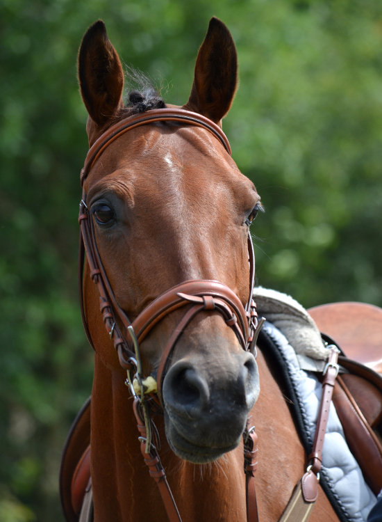 Jeg kommer gerne ud til dit arrangement. Hvem kan komme ud til mit arrangement? Arrangement omkring hest. Arrangement med hest. Arrangement omkring pony. Arrangement med pony. Jeg kommer gerne ud og holder foredrag. Hvem holder foredrag? Hvem kan holde foredrag? Foredrag om hest. Foredrag om pony. Hvem holder foredrag om hest? Hvem holder foredrag om pony? Foredrag i rideklub. Foredrag på ridekole. Foredrag på stutteri. Hvem kan holde foredrag i rideklub? Hvem kan holde foredrag på rideskole? Hvem kan holde foredrag på stutteri? Foredrag i stald. Hvem kan holde foredrag i stald? Foredrag i heste foreninger. Hvem kan holde foredrag i hesteforeninger? Jeg kommer gerne ud og holder workshops. Hvem holder workshop? Hvem kan holde workshop? workshop om hest. workshop om pony. Hvem holder workshop om hest? Hvem holder workshop om pony? Workshop i rideklub. Workshop i stald. Workshop på rideskole. Workshop på stutteri. Hvem kan holde workshop i rideklub? Hvem kan holde workshop på rideskole? Hvem kan holde workshop på stutteri? Hvem kan holde workshop i stald? workshop i heste foreninger. Hvem kan holde workshop i hesteforeninger? Foredrag af dygtig dyrlæge og dygtig dyre-kiropraktor i stald. Dygtig dyrlæge holder foredrag på rideskole. Dyre-kiropraktor holder foredrag på stutteri. Dygtig dyrlæge til dit foredrag i stalden. Dygtig dyre-kiropraktor til dit foredrag på din rideskole. Dygtig heste-kiropraktor til dit foredrag på dit stutteri. Dygtig pony-kiropraktor til dit foredrag i stald. Privat foredrag. Foredrag i hjemmet. Hvem kan komme til mit foredrag i hjemmet? Kan man få foredrag hjemme? Heste foredrag i dit hjem af sød dyrlæge. Foredrag om hest hjemme af dygtig dyre-kiropraktor. Pony foredrag i dit hjem af dygtig dyrlæge. Arrangement af dygtig dyrlæge og dygtig dyre-kiropraktor på stutteri. Dygtig dyrlæge holder arrangement på rideskole. Dyre-kiropraktor holder arrangement i stalden. Dygtig dyrlæge til dit arrangement på din rideskole. Dygtig dyre-kiropraktor til dit arrangement på dit stutteri. Dygtig heste-kiropraktor til dit arrangement i din stald. Dygtig pony-kiropraktor til dit arrangement på rideskole. Privat arrangement. Arrangement i hjemmet. Hvem kan komme til mit arrangement i hjemmet? Heste arrangement i dit hjem af sød dyrlæge. Pony arrangement i dit hjem af dygtig dyrlæge. Workshop af dygtig dyrlæge og dygtig dyre-kiropraktor på din rideskole. Dygtig dyrlæge holder workshop på stutteri. Dyre-kiropraktor holder workshop i stald. Dygtig dyrlæge til din workshop på rideskole. Dygtig dyre-kiropraktor til din workshop på stutteri. Dygtig heste-kiropraktor til din workshop i din stald. Dygtig pony-kiropraktor til din workshop på din rideskole. Privat workshop. Workshop i hjemmet. Hvem kan komme til min workshop i hjemmet? Heste workshop i dit hjem af sød dyrlæge. Pony workshop i dit hjem af dygtig dyrlæge i din stald. Emner til arrangement. Hvad kan man holde arrangement om? Gode emner til arrangement. Gode emner til hestearrangement. Gode emner til ponyarrangement. Gode emner til rideskoler. Gode emner til stutterier. Gode emner til arrangement i ride-klubber. Gode emner til arrangement i stald. Gode emner til arrangement på stutteri. Emner til arrangement af dygtig dyrlæge på din rideskole. Arrangement om kiropraktik på dit stutteri. Arrangement om kiropraktik til hest. Arrangement om kiropraktik til pony. Emner til foredrag i din ride-klub. Hvad kan man holde foredrag om på rideskole? Gode emner til foredrag på rideskole. Gode emner til hesteforedrag i ride-klub. Gode emner til foredrag om hest af dygtig dyrlæge. Gode emner til pony-foredrag. Gode emner til foredrag om pony af dygtig dyrlæge. Gode emner til foredrag i ride-klubber. Gode emner til foredrag på rideskoler. Gode emner til foredrag på stutteri. Gode emner til foredrag i stald. Emner til foredrag af dygtig dyrlæge. Foredrag om kiropraktik. Foredrag om kiropraktik til hest. Foredrag om kiropraktik til pony. Emner til workshop. Hvad kan man holde workshop om? Gode emner til workshop. Gode emner til hesteworkshop i din stald. Gode emner til workshop om hest af dygtig dyrlæge. Gode emner til pony workshop. Gode emner til workshop om pony af dygtig dyrlæge. Gode emner til workshop i ride-klubber. Gode emner til workshop på rideskoler. Gode emner til workshop i stand. Gode emner til workshop på stutteri. Emner til workshop af dygtig dyrlæge. Workshop om kiropraktik. Workshop om kiropraktik til hest. Workshop om kiropraktik til pony. Tilpas arrangement efter ønske. Tilpas foredrag efter ønske. Tilpas workshop efter ønske. Bestemt emner til arrangement. Bestem emner til foredrag. Bestem emner til workshop. Foredrag i din stald. Workshop i din stald. Arrangement i din stald. Foredrag på rideskole. Workshop på rideskole. Arrangement på rideskole. Foredrag på stutteri. Arrangement på stutteri. Workshop på stutteri. Foredrag i ride-klub. Workshop i ride-klub. Arrangement i ride-klub. Lær om kiropraktik til hest af dygtig dyrlæge. Lær om kiropraktik til pony. Hvad er kiropraktik? Hvad er dyre-kiropraktik? Hvad er kiropraktik til dyr? Hvad er kiropraktik til hest? Hvad er kiropraktik til pony? Hvorfor kiropraktik til dyr? Hvorfor kiropraktik til hest? Hvorfor kiropraktik til pony? Lær at tilpasse udstyr til din hest. Lær at tilpasse seletøj. lær at tilpasse hovedtøj. Lær at tilpasse sadel. Hvordan tilpasser man seletøj? Hvordan tilpasser man hovedtøj? Hvordan tilpasser man sadel? Er sadlen god for hesten? Hvilken sadel skal jeg vælge til min hest? Lær at tilpasse bid. Hvordan tilpasser man bid? Hvilket bid skal jeg vælge til min hest? Hvilket bid er bedst? Lær af dygtig heste-kiropraktor. Tilpasning af westernsadel. Hvordan tilpasser man westernsadel? Hvordan skal en westernsadel tilpasses? Tilpasning af engelske sadler. Hvordan skal engelske sadler tilpasses? Hvordan tilpasser man engelske sadler? Tilpasning af springsadle. Hvordan tilpasser man springsadle? Hvordan skal en springsadel tilpasses? Tilpasning af dressursadel. Hvordan skal en dressursadel tilpasses? Hvordan tilpasser man en dressursadel? Lær af dygtig dyrlæge. Lær om hovens anatomi ved dygtig dyrlæge. Lær om hovens funktion. Hvordan ser hoven ud? Hvorfor er hoven vigtig? Er hoven vigtig? Er hestens hov vigtig? Hvordan virker hestens hov? Hvad er hovens funktion? Hvordan fungerer hestens hov? Hvordan virker hoven? Lær af dygtig heste-kiropraktor. Lær om din hests kropsbygning af dygtig dyrlæge. Er min hest bygget godt? Er min hest bygget korrekt? Er min pony bygget korrekt? Lær om kompensationer. Kompenserer min hest? Kompenserer min pony? Lær om præstation. Lær om at optimerer din hests præstation. Præsterer min hest optimalt? Præsterer min pony optimalt? Kan min hest præstere optimalt? Kan min hest præsterer bedre? Kan min pony præsterer nedre? Hvorfor præsterer min hest ikke? Kan jeg få min hest til at præsterer bedre? Lær af dygtig dyre-kiropraktor. Lær om smerte af dygtig dyrlæge. Hvad er smerte? Har min hest ondt? Har min pony ondt? Har min hest smerter? Har min pony smerter? Hvordan kan jeg se om min hest har ondt? Hvordan kan jeg se om min pony har ondt? Lær ved kompetent heste-kiropraktor. Lær om hestens kropsbygning af dygtig dyrlæge. Lær om ponyens kropsbygning. Hvad er en god kropsbygning for hest? Hvad er en god kropsbygning for pony? Hvad er en god kropsbygning til spring? Hvad er en god kropsbygning til dressur? Hvad er en god kropsbygning til western? Hvad er en god kropsbygning til military? Hvad skal jeg kigge efter når jeg køber hest? Kropsbygning i ny hest? Hvad skal jeg kigge efter når jeg skal købe ny pony? Kropsbygning i ny pony. Lær fra dygtig veterinær kiropraktor. Lær om bevægelse ved dygtig dyrlæge, sød dyrlæge. Hvad er bevægelse? Hvordan bevæger min hest sig? Bevæger min hest sig forkert? Bevæger min hest sig rigtigt? Kan min hest bevæge sig forkert? Hvordan bevæger min pony sig? Bevæger min pony sig forkert? Bevæger min pony sig rigtigt? Kan min pony bevæge sig forkert? Lær af kompetent heste-kiropraktor og imødekommende dyre-kiropraktor og sød dyrlæge. Lær om ride-teknik fra dygtig dyrlæge. Hvad er god ride-teknik? Hvordan sidder jeg godt i sadlen? Hvordan sidder jeg godt på min hest? Hvordan sidder jeg godt på min pony? Sidder jeg godt på min hest? Lær om ryttertræning. Sidder jeg godt på min pony? Sid godt i sadlen. Sid korrekt i sadlen. Sid afbalanceret i sadlen. Sid afbalanceret på din hest. Sidder jeg afbalanceret på min pony? Lær at sidde centreret på din hest og øg din præstation. Lær at sidde centreret på din pony og øg din præstation. Hvad er ryttertræning? Hvordan kan jeg øge min præstation. Kan jeg forbedre min ridning? Kan jeg forbedre min præstation? Hvorfor ryttertræning? Hvordan bliver jeg en bedre rytter? Kan jeg blive en bedre rytter? Lær af dygtig personlig træner og dygtig dyre-kiropraktor. Er ryttertræning godt? Personlig træning for ryttere? Er personlig træning for ryttere godt? Er ryttertræning nødvendigt? Hvorfor personlig træning for ryttere? Hvorfor rytterspecifik træning? Lær om myofasciale kæder af dygtig dyrlæge. Lær om muskelbindevævskæder af dygtig dyrlæge. Hvad er myofasciale kæder? Hvad er muskelbindevævskæder? Er myofasciale kæder vigtige? Er muskelbindevævskæder vigtige? Fascier i hest. Fascier i rytter. Myofasciale kæder i hest og rytter forbedrer præstationen. Myofasciale kæder i hest og rytter forbedrer din ridning. Lær om myofasciale kæder og muskelbindevævskæder og fascier ved dygtig dyrlæge og veterinær kiropraktor.
