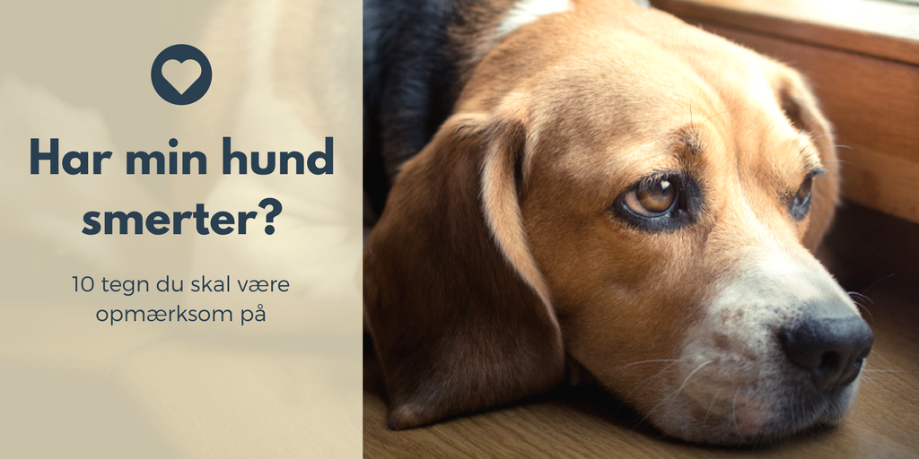 Enumerate Følsom Magnetisk Har min hund smerter? 10 tegn du skal være opmærksom på | Move in Harmony Enumerate Følsom Magnetisk Har min hund smerter? 10 tegn du skal være opmærksom på | Move in Harmony