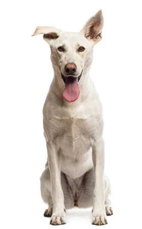 Her ses en hund med en sund siddestilling. Bag- og forben er lige og vægten er fordelt ligeligt over højre og vestre side.