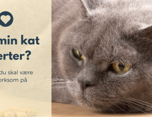 Har min kat smerter? 10 tegn på skal være opmærksom på.