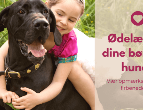 Ødelægger dine børn din hund?