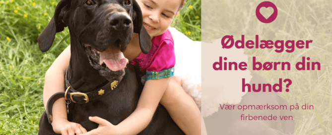 Ødelægger dine børn din hund? Læs dette indlæg og find ud af hvad du skal være opmærksom på når du har hund og børn.