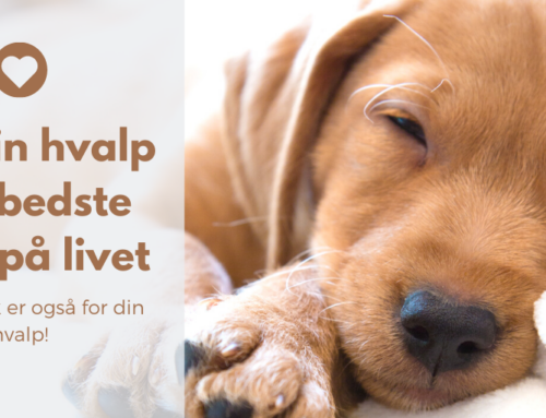 Giv din hvalp den bedste start på livet
