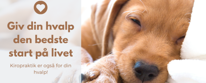 Giv din hvalp den bedste start på livet Kiropraktik og anden manuel behandling er ikke kun for gamle hunde eller hunde med specifikke problemer eller symptomer. Kiropraktik er også for din hvalp